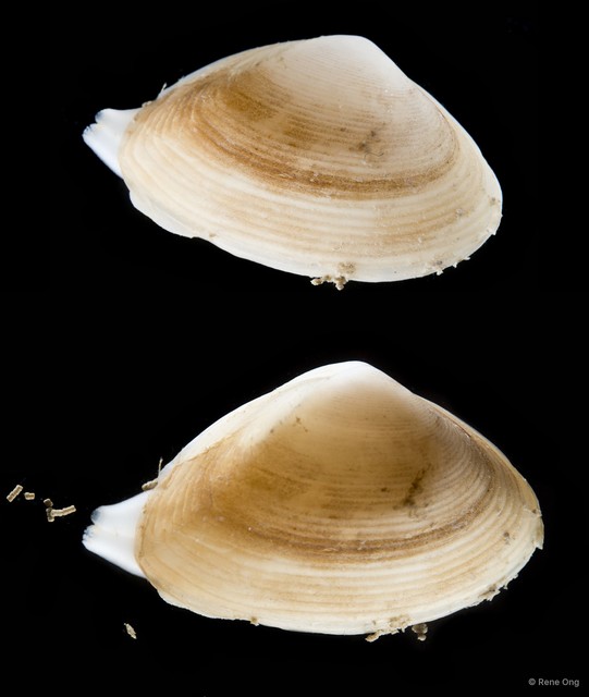 Oxyperas transversum • © Rene Ong • All Rights Reserved
