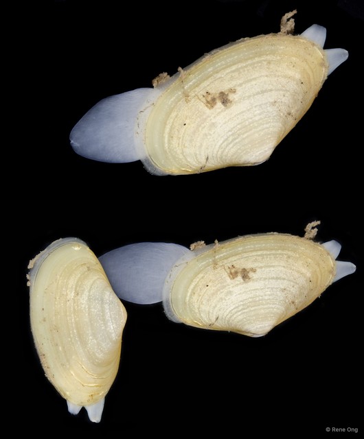 Coecella horsfieldii • © Rene Ong • All Rights Reserved