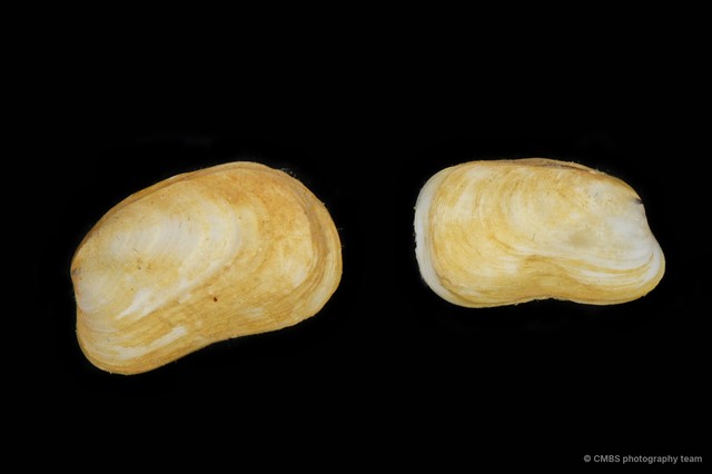 Neotrapezium sublaevigatum • © CMBS photography team • All Rights Reserved