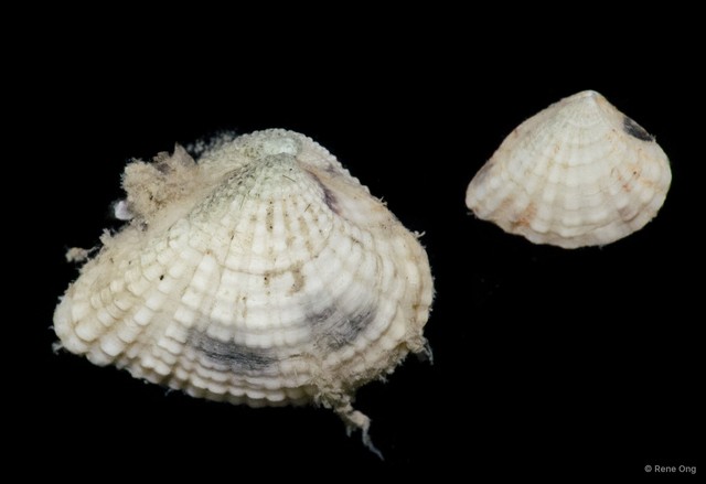 Veneridae sp. "09f40a58" • © Rene Ong • All Rights Reserved
