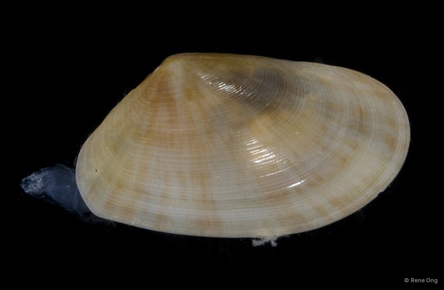 Veneridae sp. "Venus clam 1" • © Rene Ong • All Rights Reserved