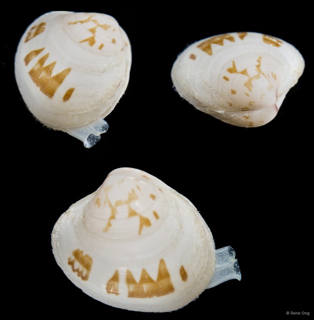 Veneridae sp. "Venus clam 16" • © Rene Ong • All Rights Reserved