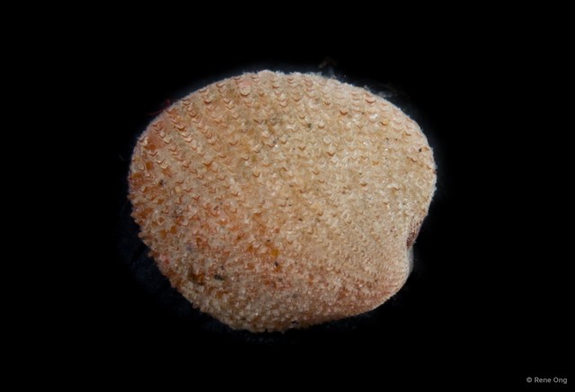 Veneridae sp. "Venus clam 2" • © Rene Ong • All Rights Reserved