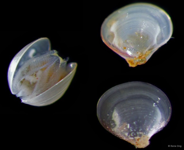 Veneridae sp. "Venus clam 21" • © Rene Ong • All Rights Reserved