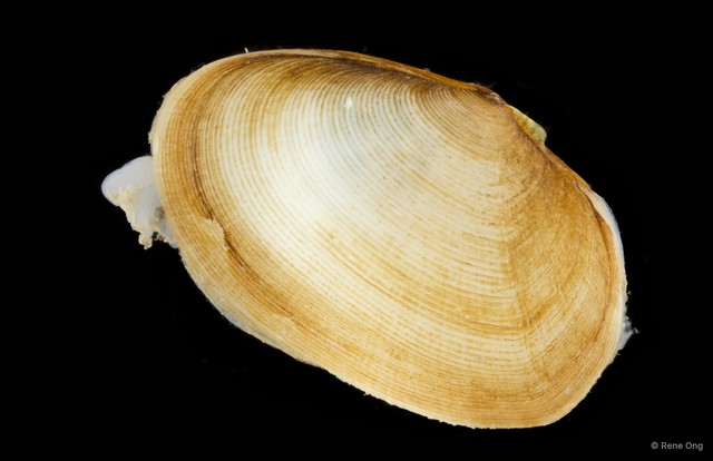 Veneridae sp. "Venus clam 24" • © Rene Ong • All Rights Reserved