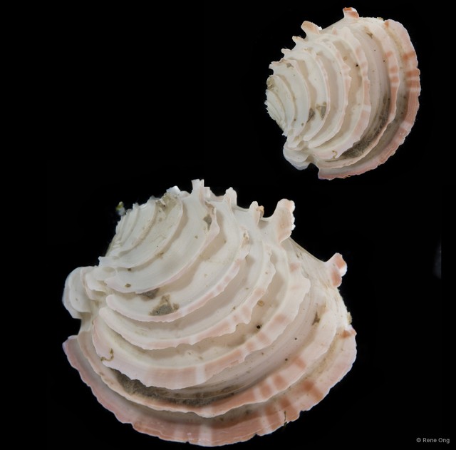 Veneridae sp. "Venus clam 25" • © Rene Ong • All Rights Reserved