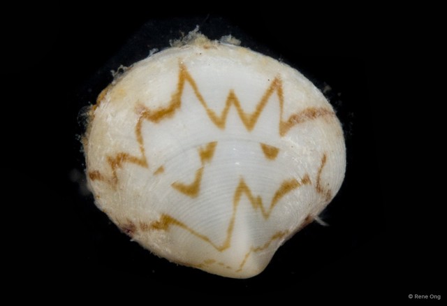 Veneridae sp. "Venus clam 3" • © Rene Ong • All Rights Reserved