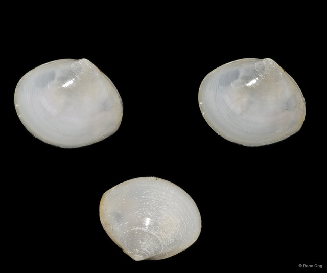 Veneridae sp. "Venus clam 32" • © Rene Ong • All Rights Reserved