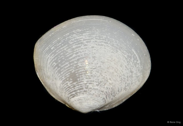 Veneridae sp. "Venus clam 34" • © Rene Ong • All Rights Reserved