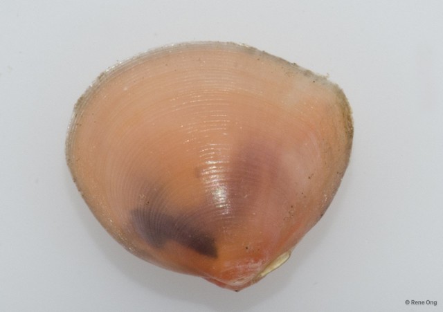 Veneridae sp. "Venus clam 35" • © Rene Ong • All Rights Reserved