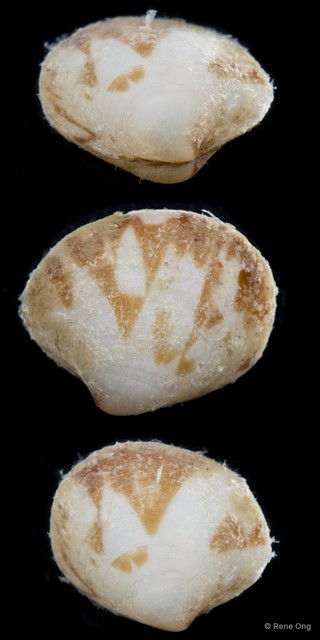 Veneridae sp. "Venus clam 4" • © Rene Ong • All Rights Reserved