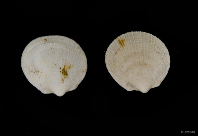 Veneridae sp. "Venus clam 5" • © Rene Ong • All Rights Reserved