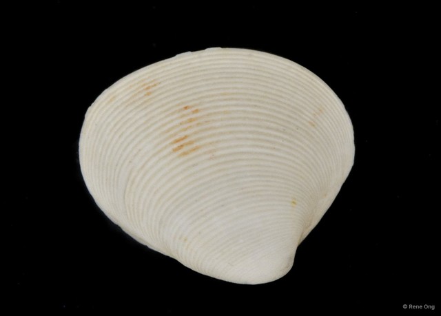 Veneridae sp. "Venus clam 7" • © Rene Ong • All Rights Reserved