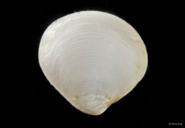 Veneridae sp. "Venus clam 9" • © Rene Ong • All Rights Reserved