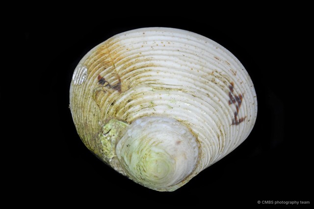 Circe undatina
