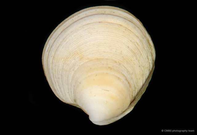 Dosinia sp. "bd1d15f5" • © CMBS photography team • All Rights Reserved