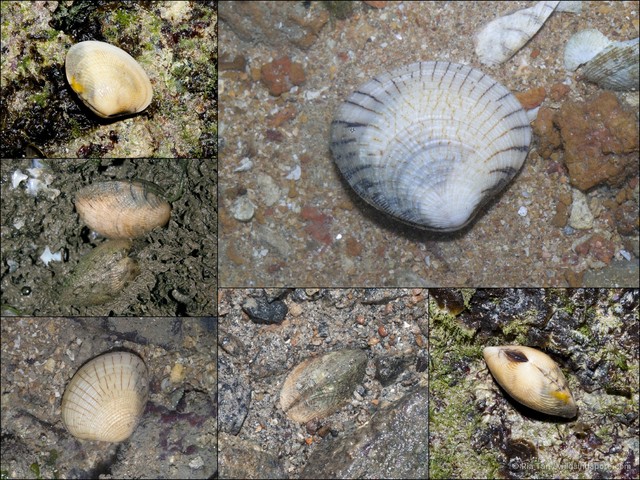 Gafrarium divaricatum