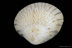 Gafrarium divaricatum • © CMBS photography team • All Rights Reserved