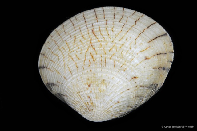 Gafrarium divaricatum • © CMBS photography team • All Rights Reserved