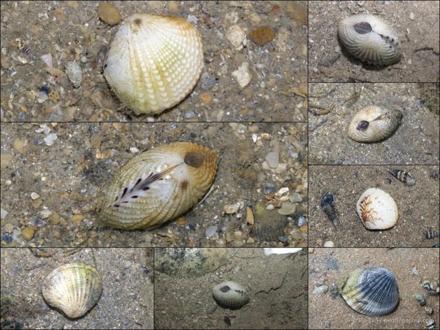 Gafrarium pectinatum • © Ria Tan • All Rights Reserved