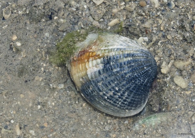 Gafrarium tumidum