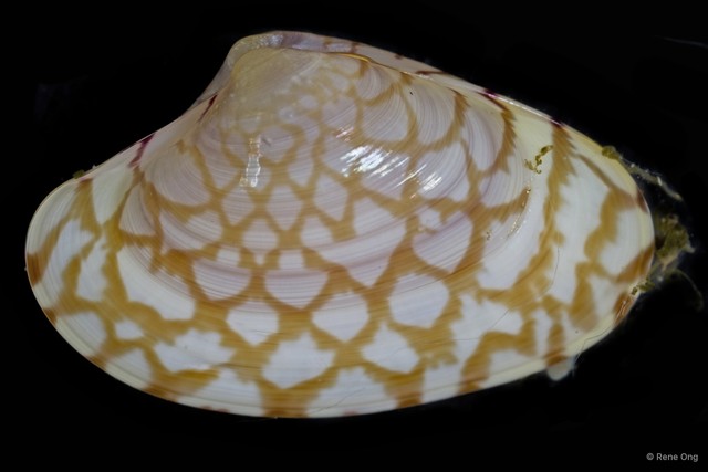 Paratapes undulatus
