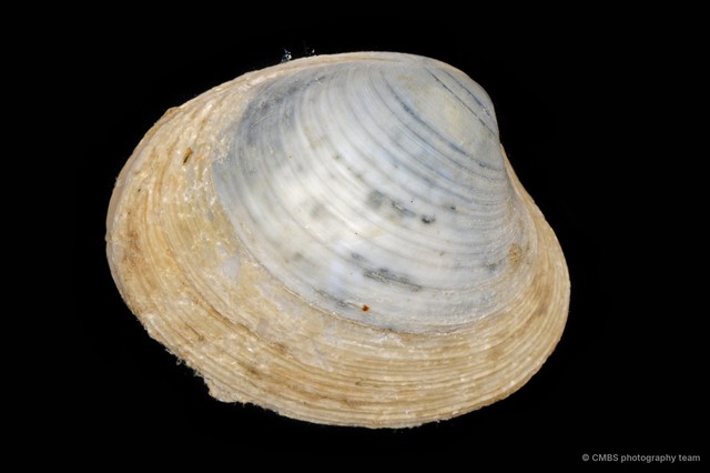 Pitar sp. "bd1d1633" • © CMBS photography team • All Rights Reserved