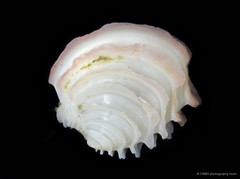 Placamen lamellatum (Röding, 1798)