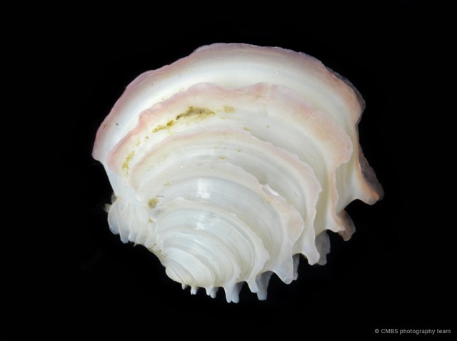Placamen lamellatum • © CMBS photography team • All Rights Reserved