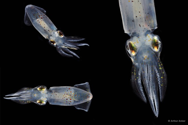 Decapodiformes sp. "Squid 1" • © Arthur Anker • All Rights Reserved