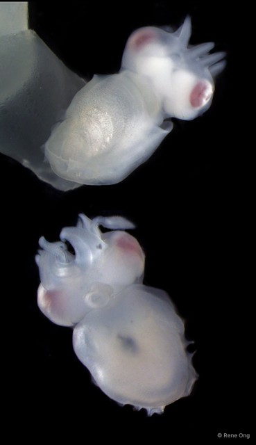 Decapodiformes sp. "Squid 2" • © Rene Ong • All Rights Reserved