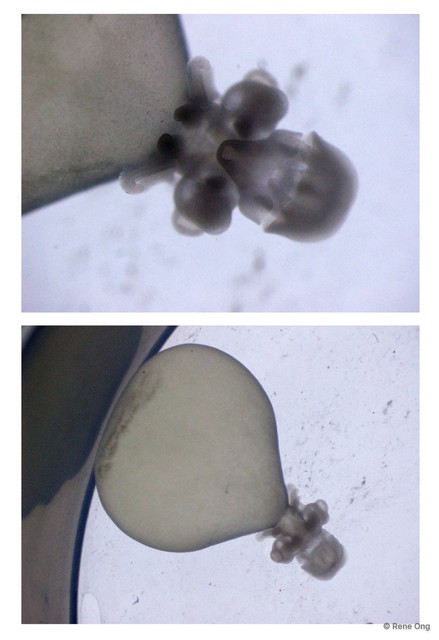 Decapodiformes sp. "Squid eggs 2" • © Rene Ong • All Rights Reserved