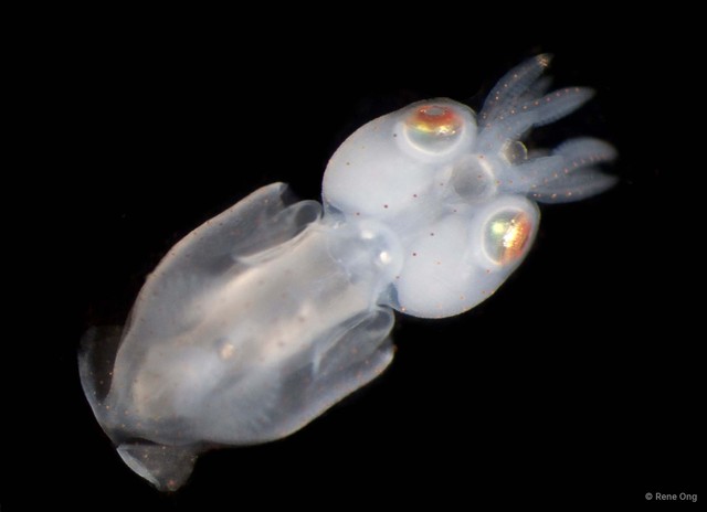 Decapodiformes sp. "Squid" • © Rene Ong • All Rights Reserved