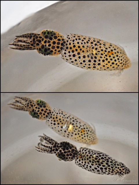 Idiosepius sp. "a7ee4cdc" • © Rene Ong • All Rights Reserved