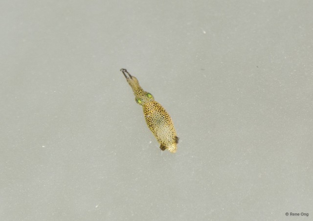 Idiosepius sp. "d153eb52" • © Rene Ong • All Rights Reserved