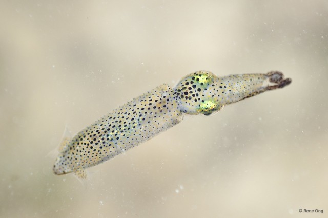 Idiosepius sp. "d153eb5a" • © Rene Ong • All Rights Reserved