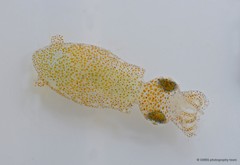 Idiosepius sp. "d4b18342"