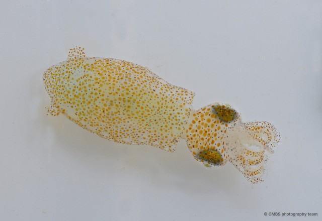 Idiosepius sp. "d4b18342" • © CMBS photography team • All Rights Reserved