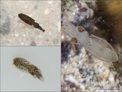 Idiosepius sp. "e1bd0e75"