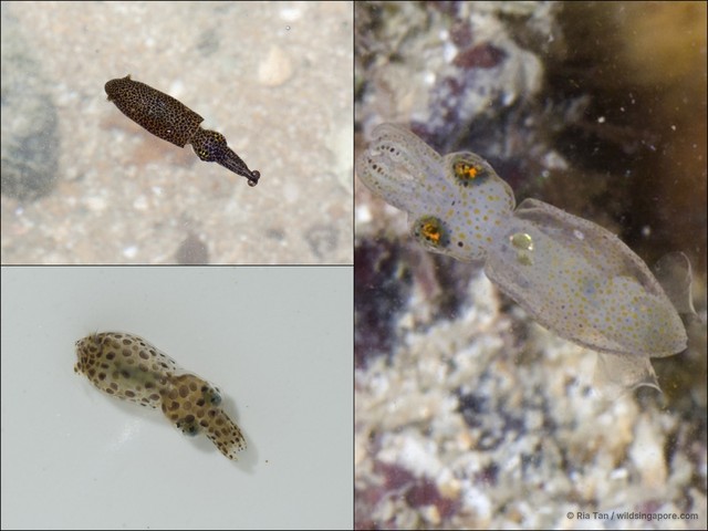 Idiosepius sp. "e1bd0e75" • © Ria Tan • All Rights Reserved