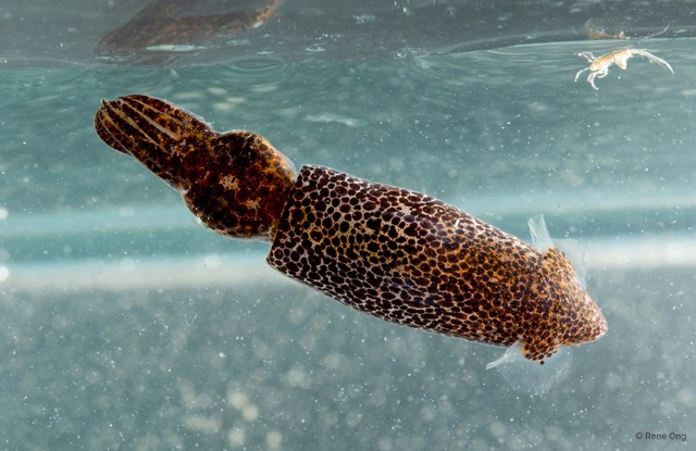 Idiosepius pygmaeus • © Rene Ong • All Rights Reserved