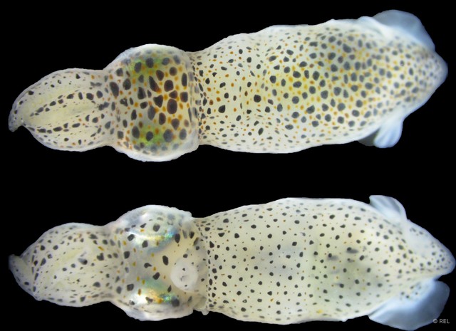 Idiosepius pygmaeus