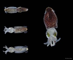 Idiosepius pygmaeus • © Arthur Anker • All Rights Reserved