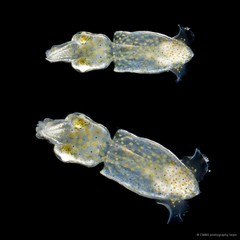 Idiosepius pygmaeus • © CMBS photography team • All Rights Reserved