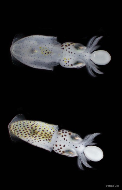 Loliginidae sp. "1" • © Rene Ong • All Rights Reserved