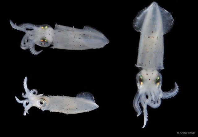 Loliolus sp. "7c1bfabc" • © Arthur Anker • All Rights Reserved