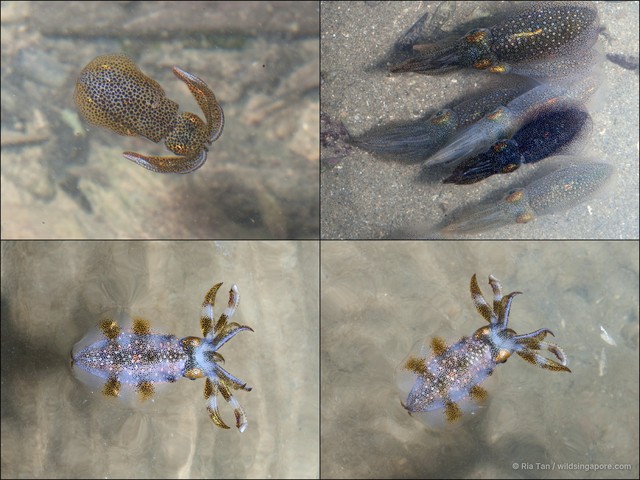 Sepioteuthis lessoniana