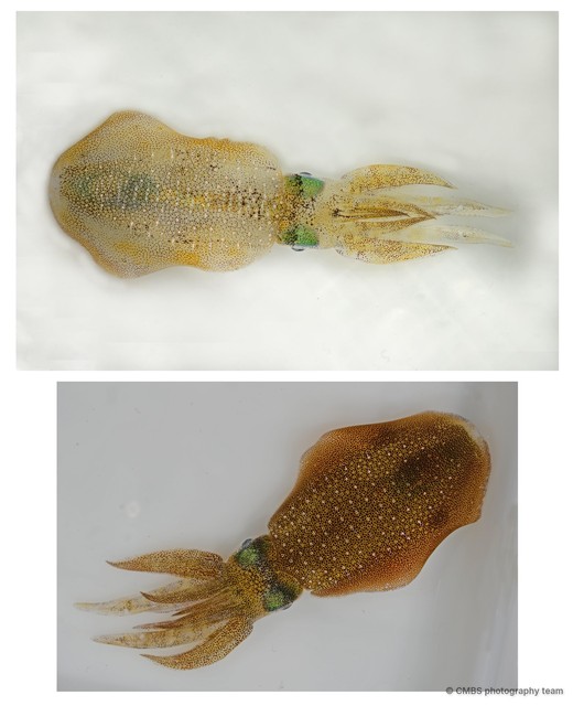 Sepioteuthis lessoniana