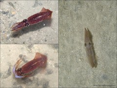 Uroteuthis duvaucelii • © Ria Tan • All Rights Reserved