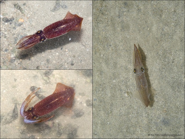 Uroteuthis duvaucelii